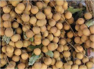 Longan (Long Nhãn, Drachenauge-Frucht)